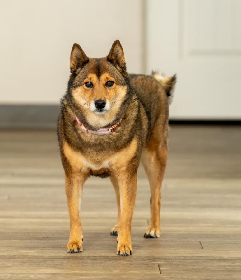 Laika the therapy dog at Hacienda De Luna